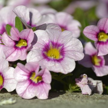 Calibrachoa Noa Princess - Petunia nana