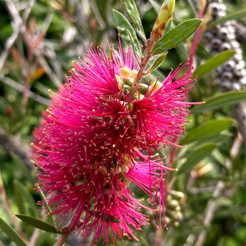 Callistemon salignus Perth Pink - Pianta scovolino