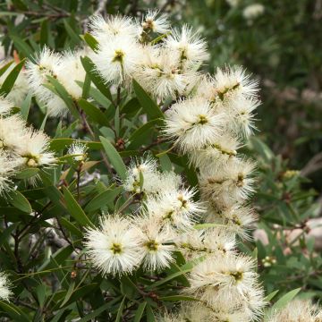 Callistemon salignus - Pianta scovolino