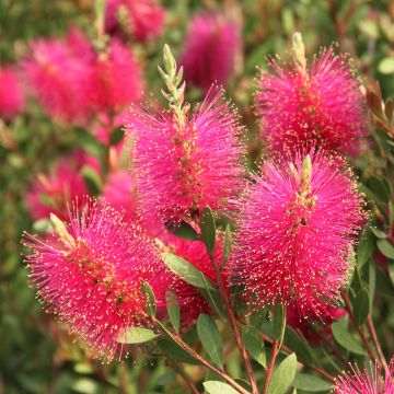 Callistemon viminalis Hot Pink - Pianta scovolino