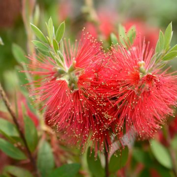 Callistemon laevis - Pianta scovolino