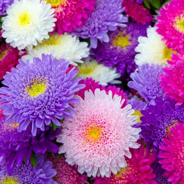 Astro della Cina Princess - Callistephus