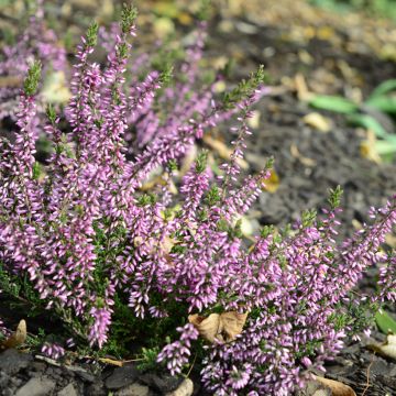 Calluna vulgaris Garden Girls Lena - Brugo