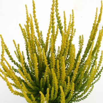 Calluna vulgaris Garden Girls Zelda - Brugo