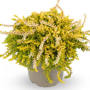 Calluna vulgaris Rasta Girls Netty - Brugo