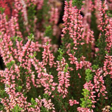 Calluna vulgaris Garden Girls Gina - Brugo
