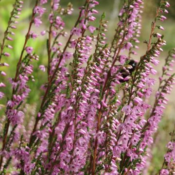 Calluna vulgaris Tib - Brugo