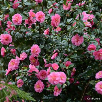 Camellia reticulata Inspiration
