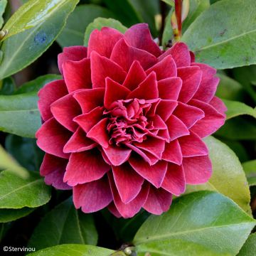 Camellia japonica Manuroa Road