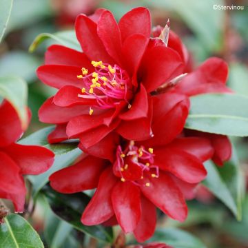 Camellia williamsii Night Rider