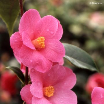 Camellia reticulata Crimson Candles