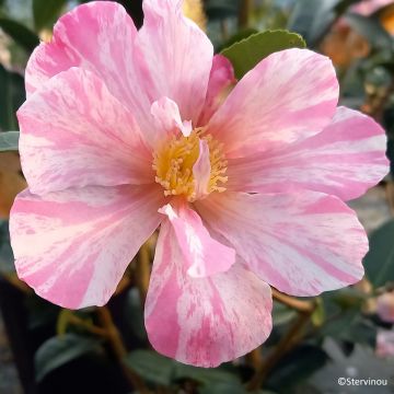 Camellia sasanqua Ashtar
