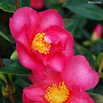 Camellia sasanqua Hiryu