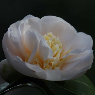 Camellia Botanyuki