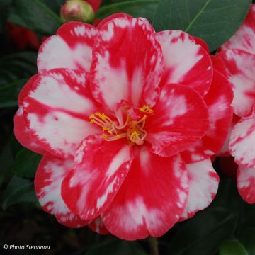 Camellia japonica Donckelarii