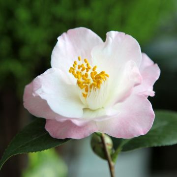 Camellia transnokoensis Transtasman