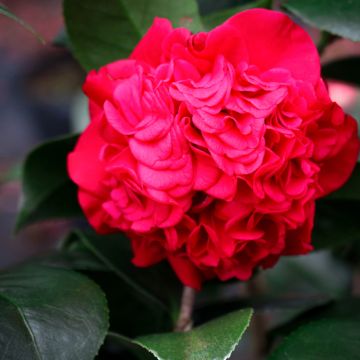 Camellia japonica Kramer's Supreme