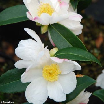 Camellia sasanqua Survivor