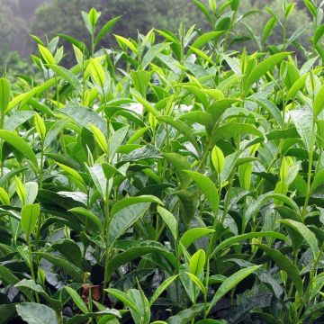 Pianta del tè - Camellia sinensis