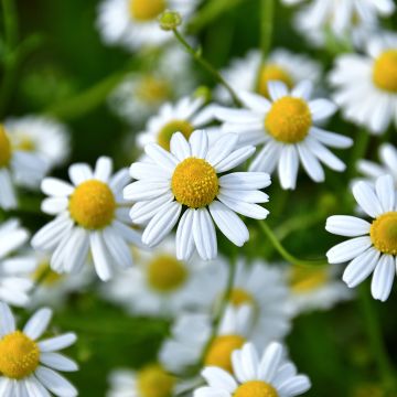 Matricaria camomilla - Camomilla