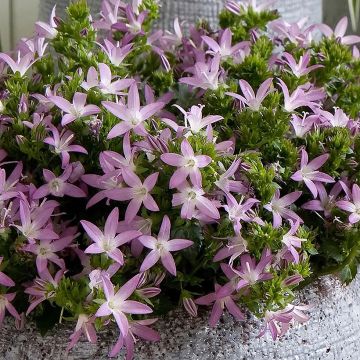 Campanula poscharskyana Adansa Pink - Campanula serba