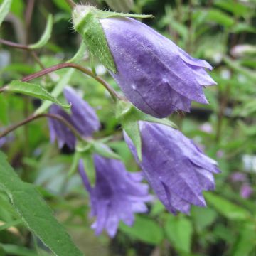 Campanula trachelium Bernice - Campanula selvatica