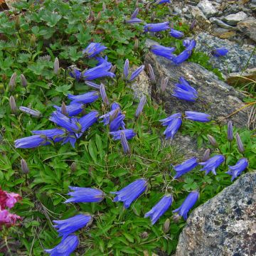 Campanula chamissonis Major