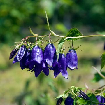Campanula Kent Belle