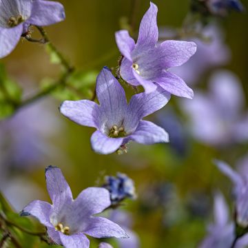 Campanula lactiflora Prichard's variety