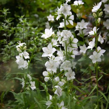 Campanula persicifolia var. planiflora Alba - Campanula con foglie di pesco