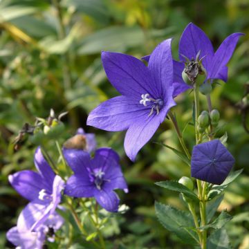Campanula waldsteiniana