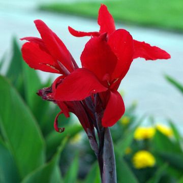 Canna Firebird