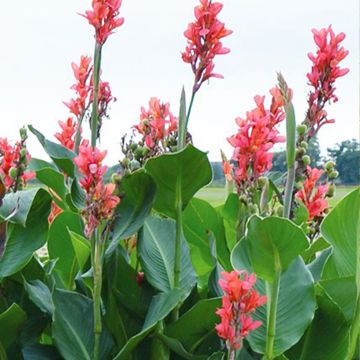 Canna Géant Eden - Balisier