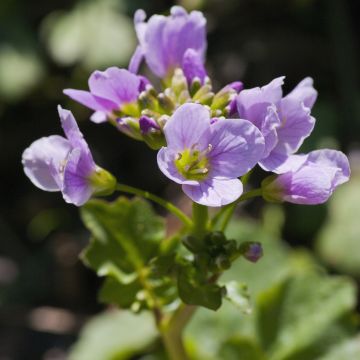 Cardamine raphanifolia - Dentaria
