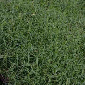 Carex muskingumensis Little Midge - Carice palma