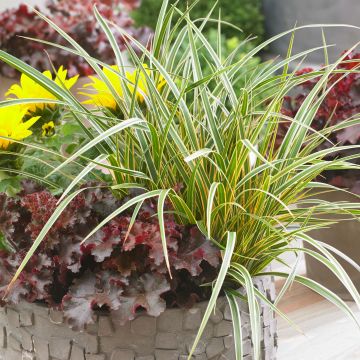 Carex oshimensis Everglow - Carice giapponese