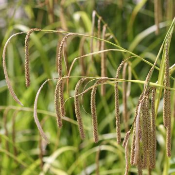 Carex pendula - Carice maggiore