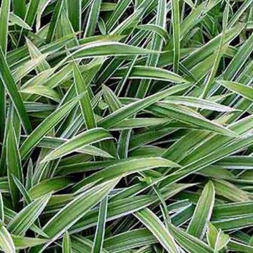 Carex siderosticta Variegata