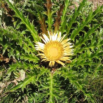 Carlina acanthifolia - Carlina zolfina