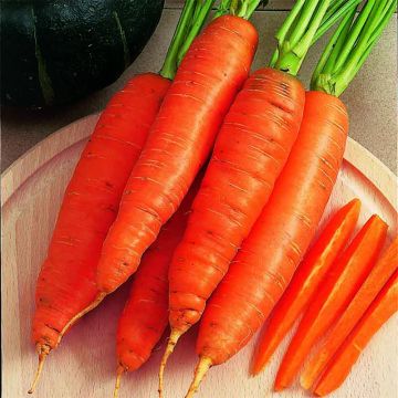 Carota Bangor 2 (semi)