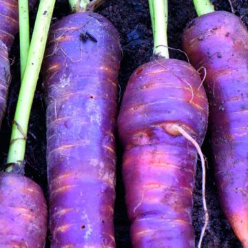 Carota Cosmic Purple (semi)