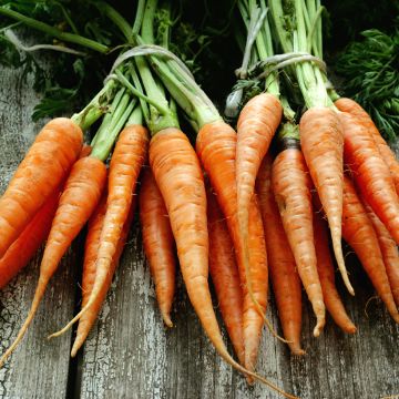 Carota Jupiter (race type de Flakkée) - semi rivestiti