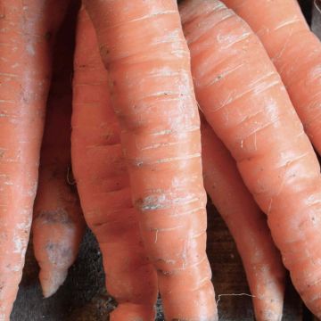 Carota Nantese 2 race Tip Top