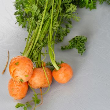 Carota Paris Market Atlas