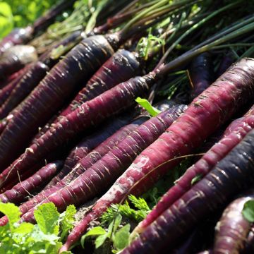 Carota Purple Elite F1