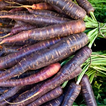 Carota Purple Haze F1