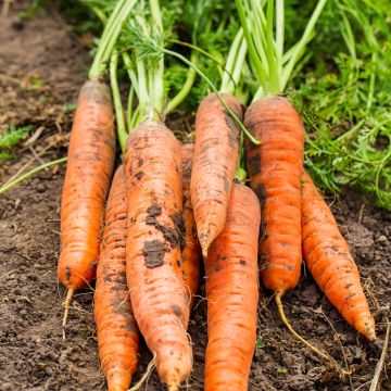 Carota Sweet Candle F1 Hybrid