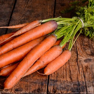 Carota Tendersnax F1