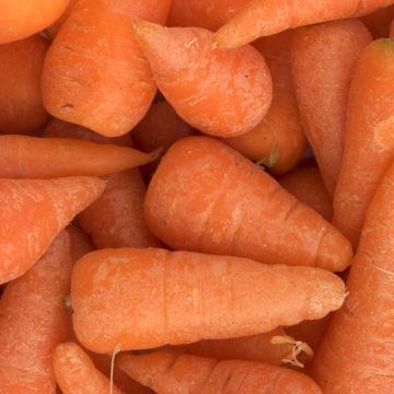 Carota Chantenay à coeur rouge Cored BIO (semi)