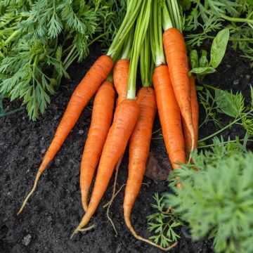 Carota Colmar a cuore rosso 2